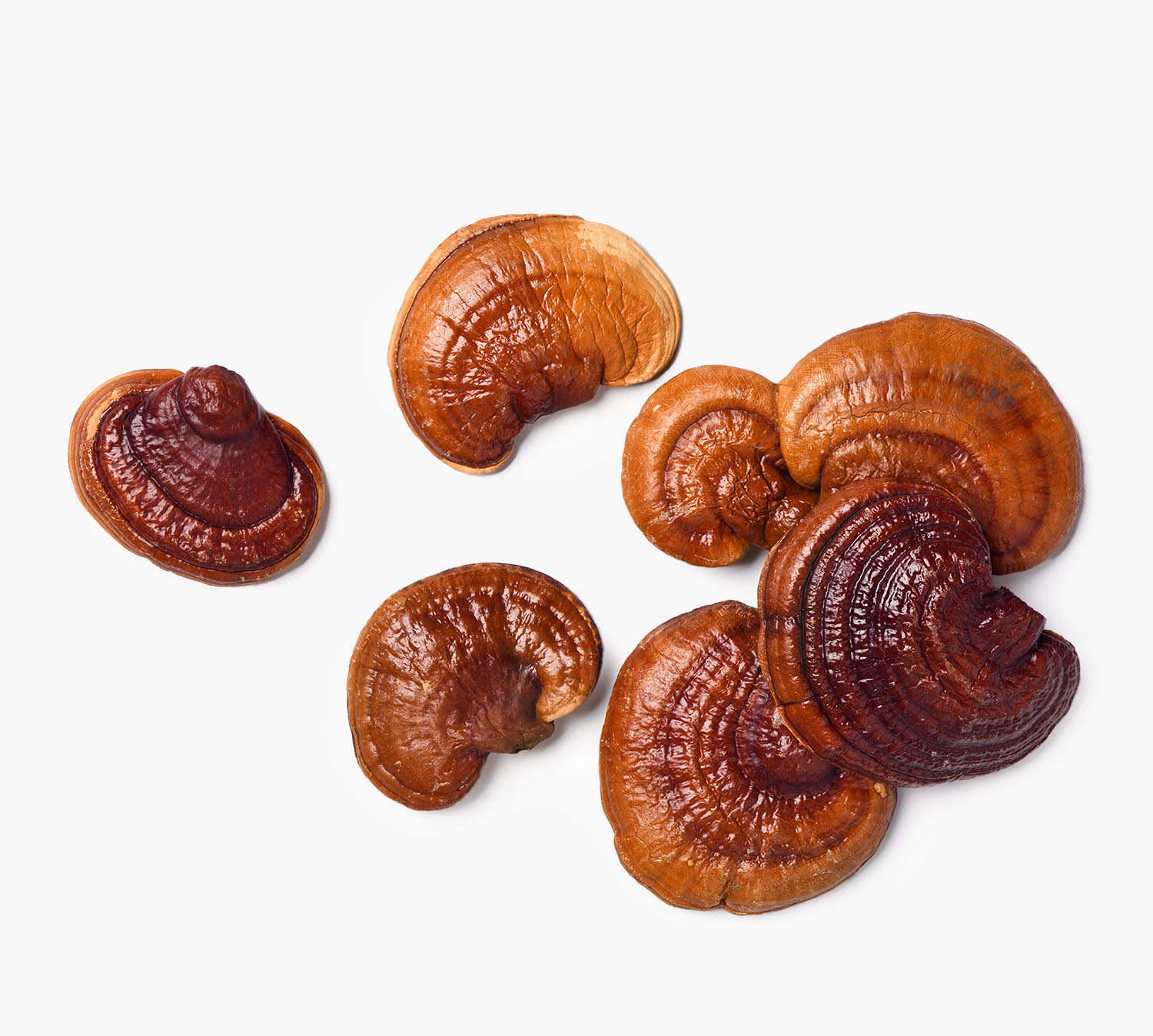 reishi részlet